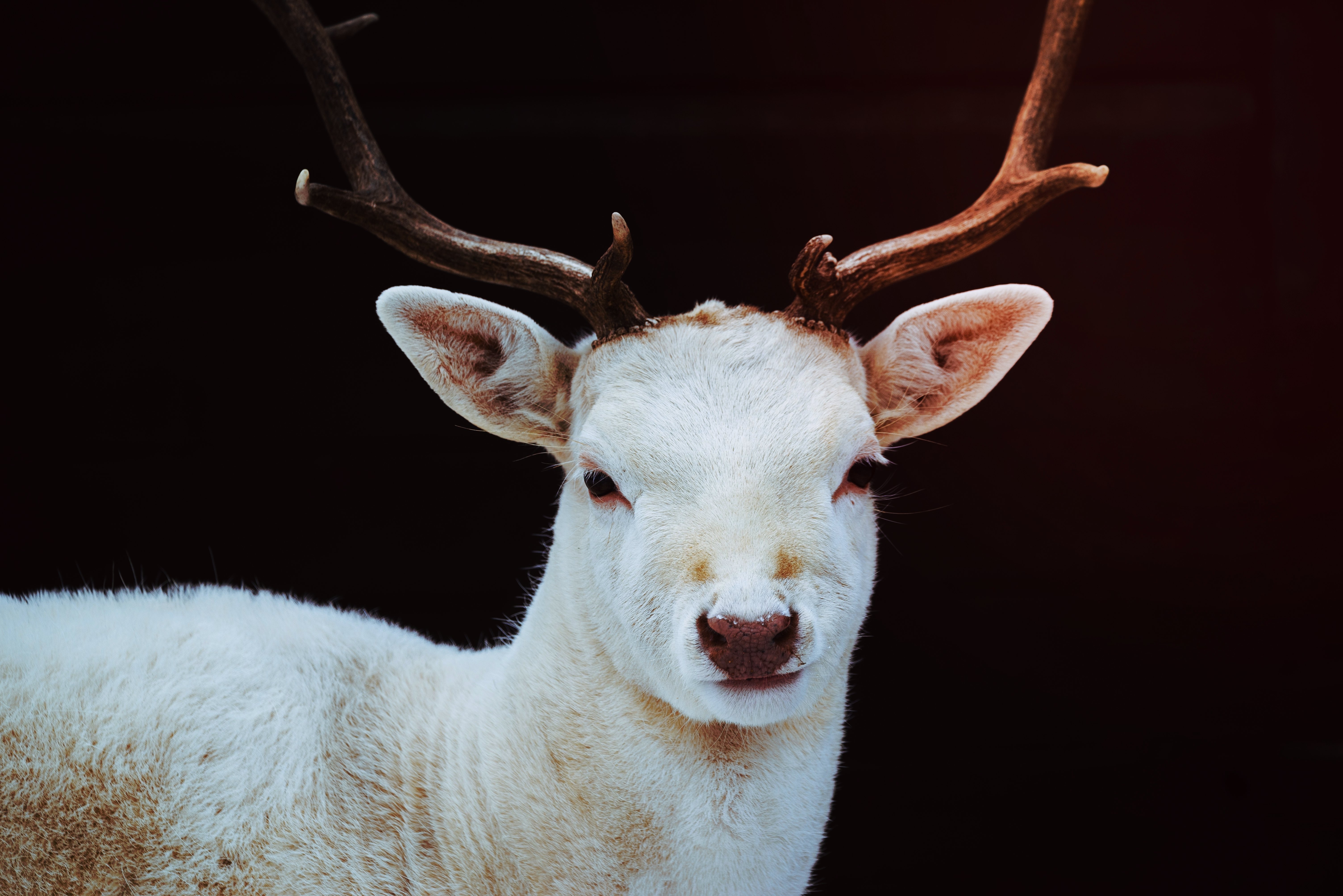 Saját verandájukról sikerült levideózni a rendkívül ritka állatot