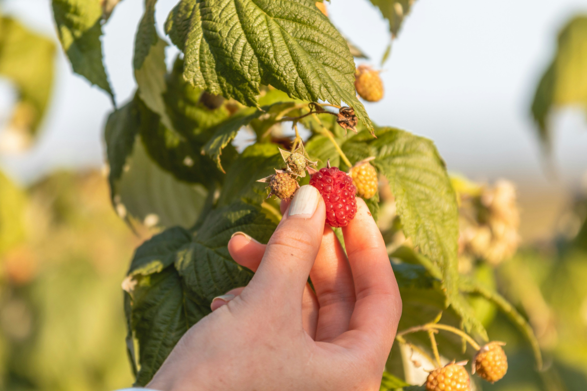 Olcsóbb, frissebb, finomabb: itt találod a legjobb „Szedd magad!” málnaföldeket!