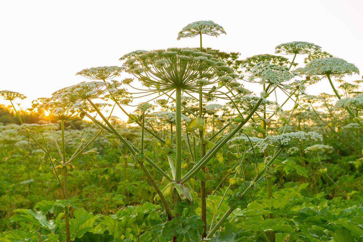 Vakságot is okozhat: veszélyes növény terjed Magyarországon