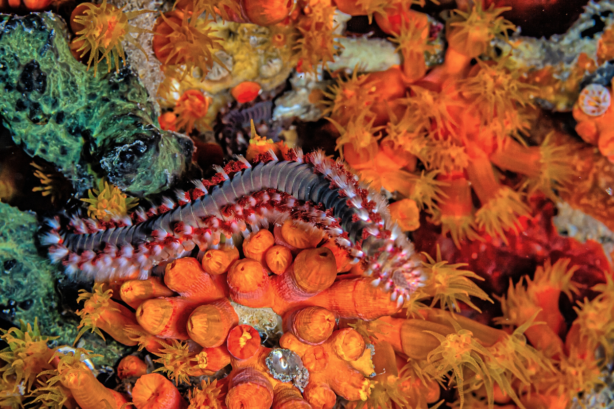 Az Adriai-tenger 5 legveszélyesebb állatától jobb, ha távol tartod magad