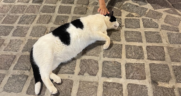 Chonkus Maximus: egy eszméletlenül kövér macska lett Görögország legújabb látnivalója