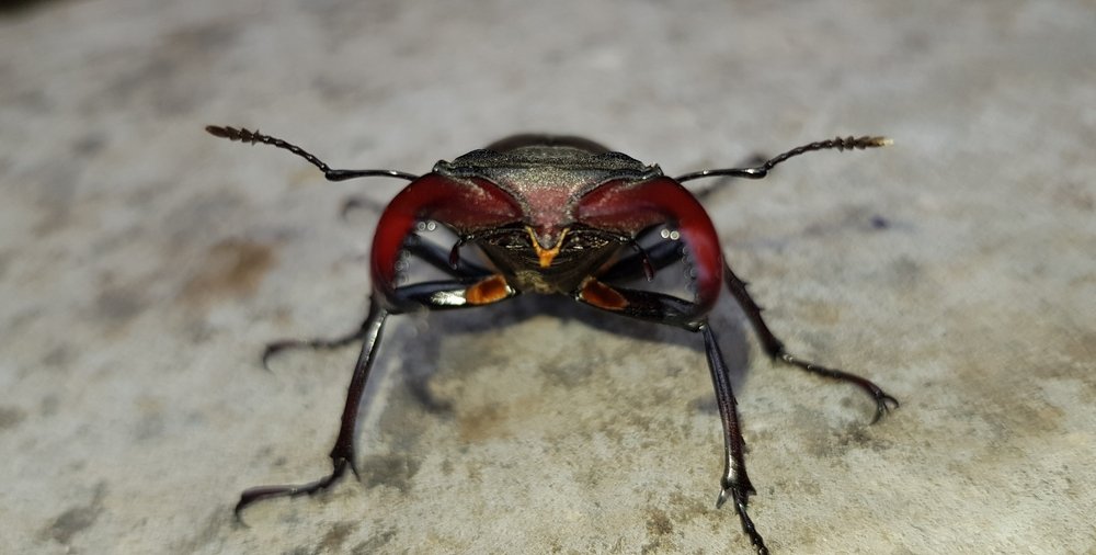 Mekkora a legnagyobb bogár Európában?