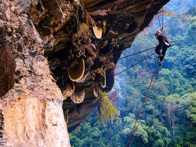 Így néz ki a világ egyik legveszélyesebb munkája, a nepáli mézvadászat