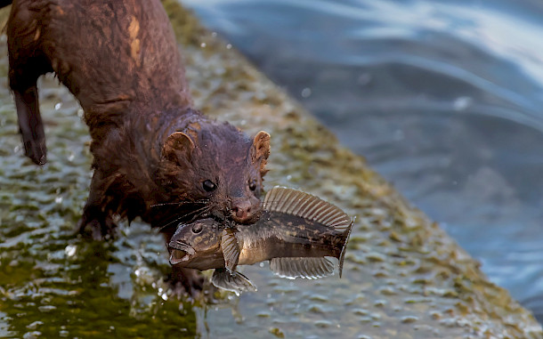 Karel Bock, Shutterstock