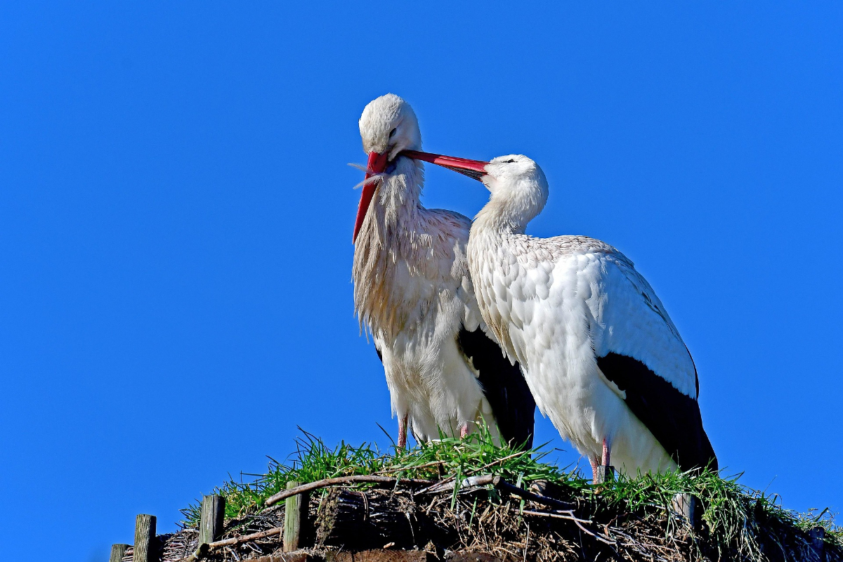 Évről évre hazatalál: kilencedszer tért vissza sérült párjához Szofi, a fehér gólya