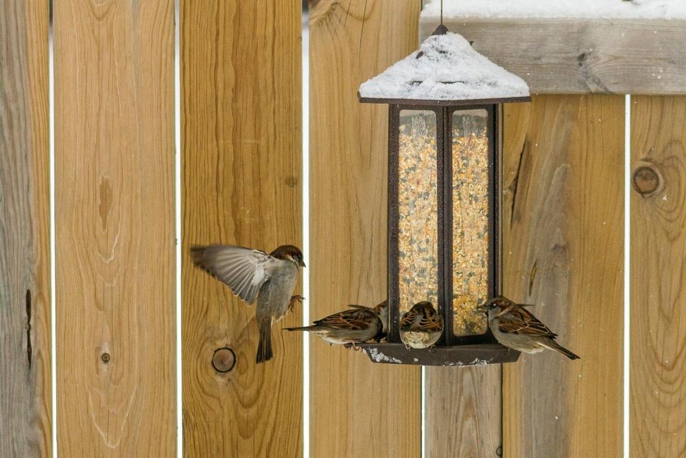 Téli madármenü – Segítség a madáretetéshez