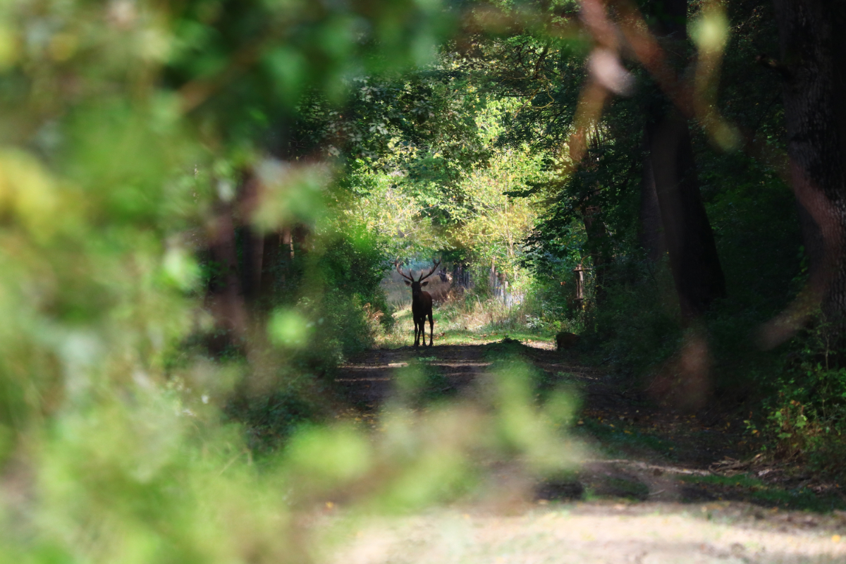 5 magyar nemzeti park, ahol elveszhetsz a tavaszi természetben