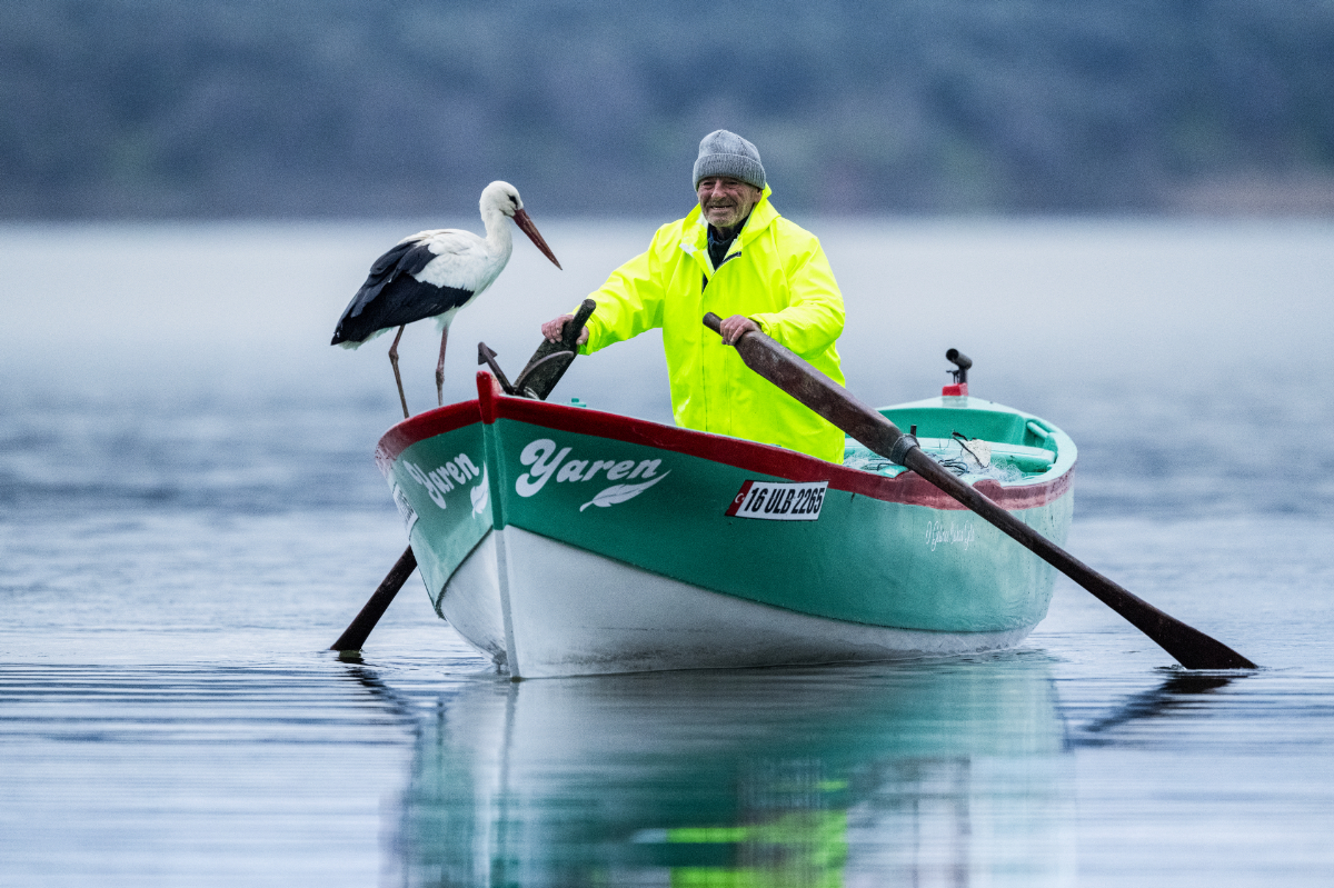 Újra visszatért a török halász csónakjára Yaren, a gólya