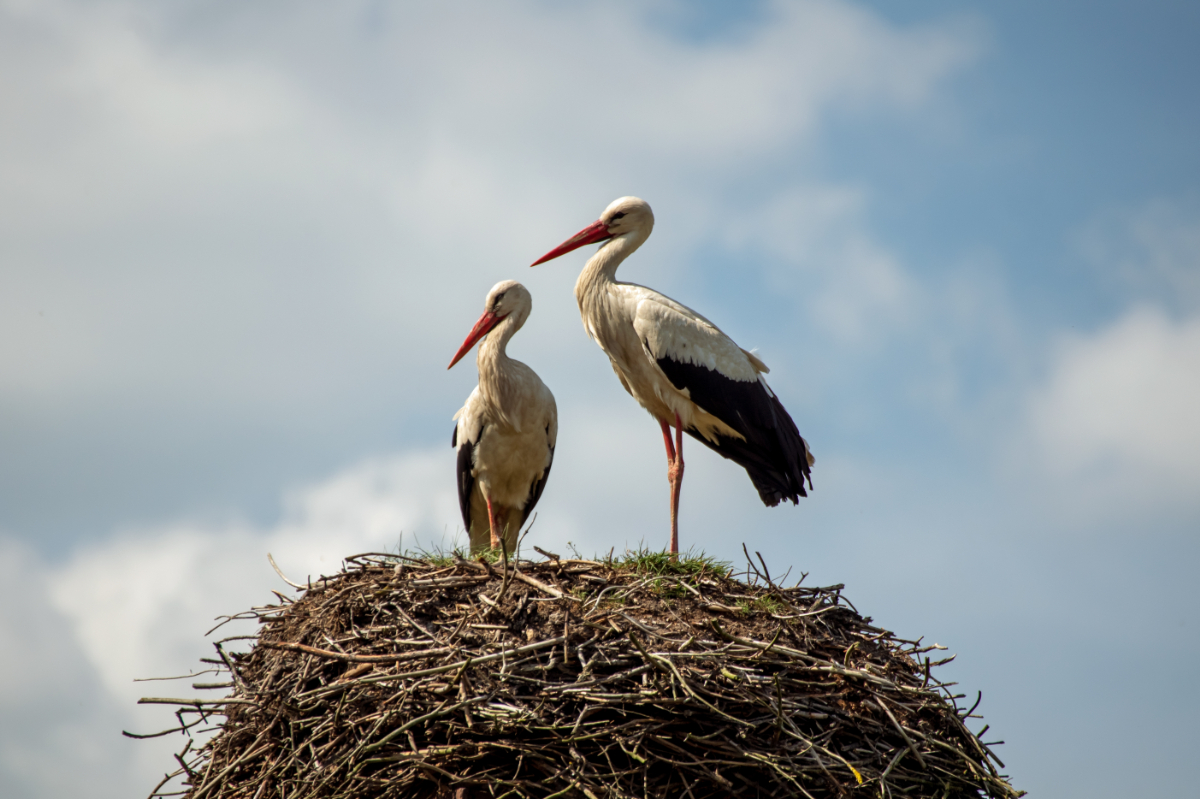 Hazatért Magyarország legidősebb, 24 éves gólyája
