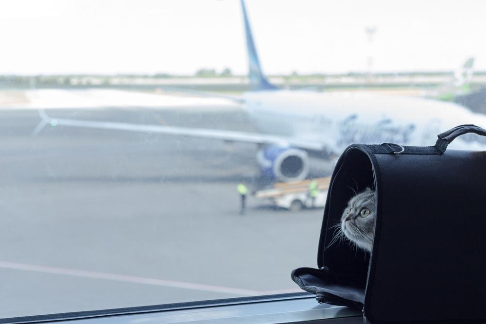 Macskával repülnél? Fogadd meg a tippjeinket!