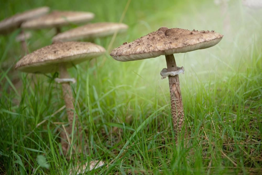 Gombaszezon: mire jók az erdei kalaposok?