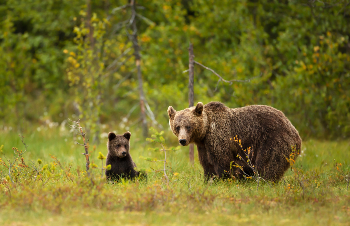 Figyelmeztetett az Aggteleki Nemzeti Park: anyamedve és bocsa járja Borsodot