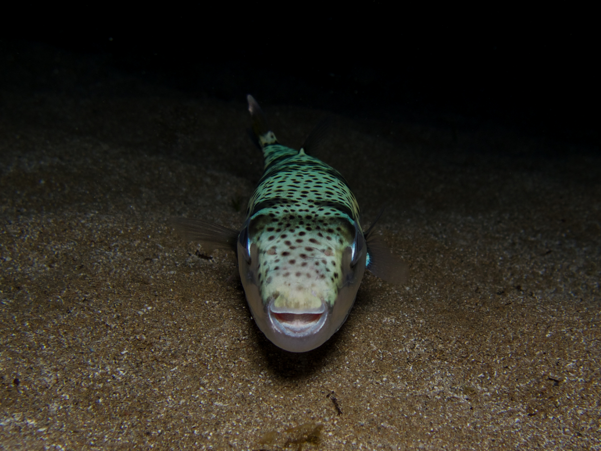 Harap és mérgező is: veszélyes gömbhal terjed a Földközi-tengerben