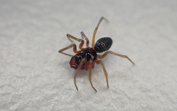 Julien Tchilinguirian / iNaturalist / Wikimedia Commons
