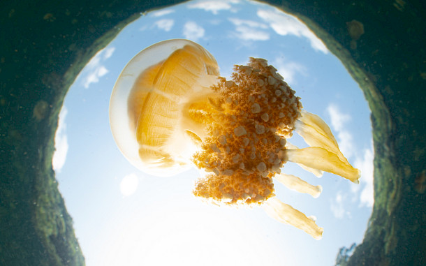 Ethan Daniels, Shutterstock