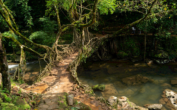 Amitrane, Shutterstock