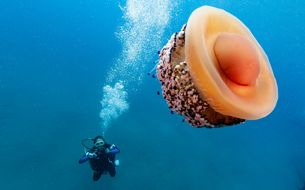 Jesus Cobaleda, Shutterstock