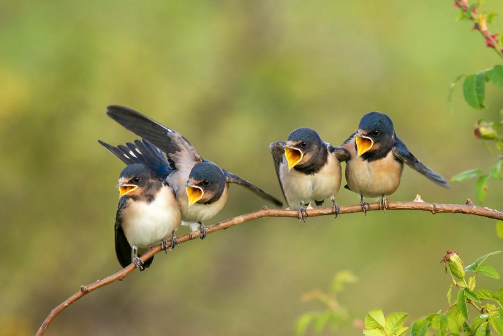 Madarat hangjáról... töltsd le az appot, hogy felismerd az énekét!