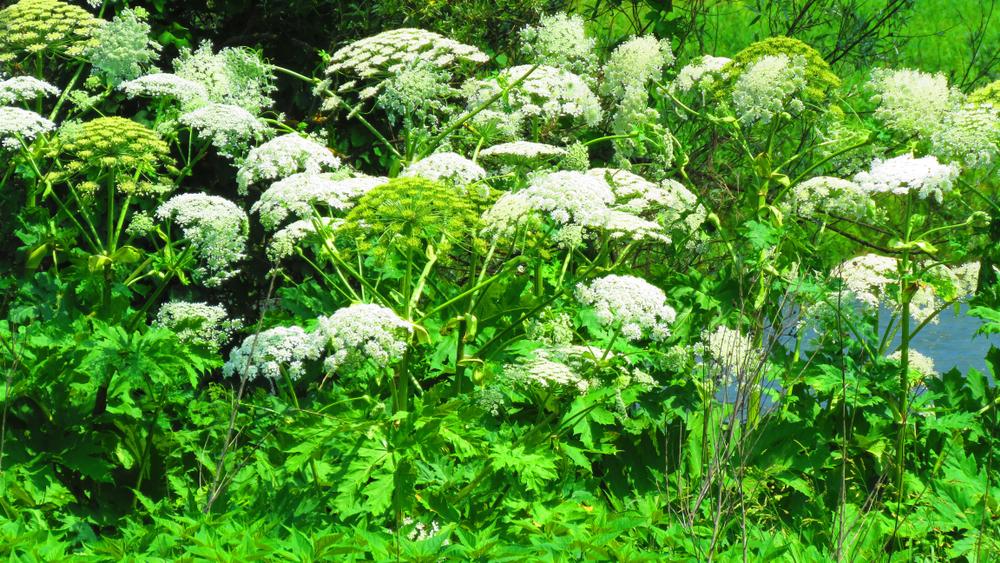 Veszélyes medvetalp – Mit csinálj, ha megcsípett a növény?