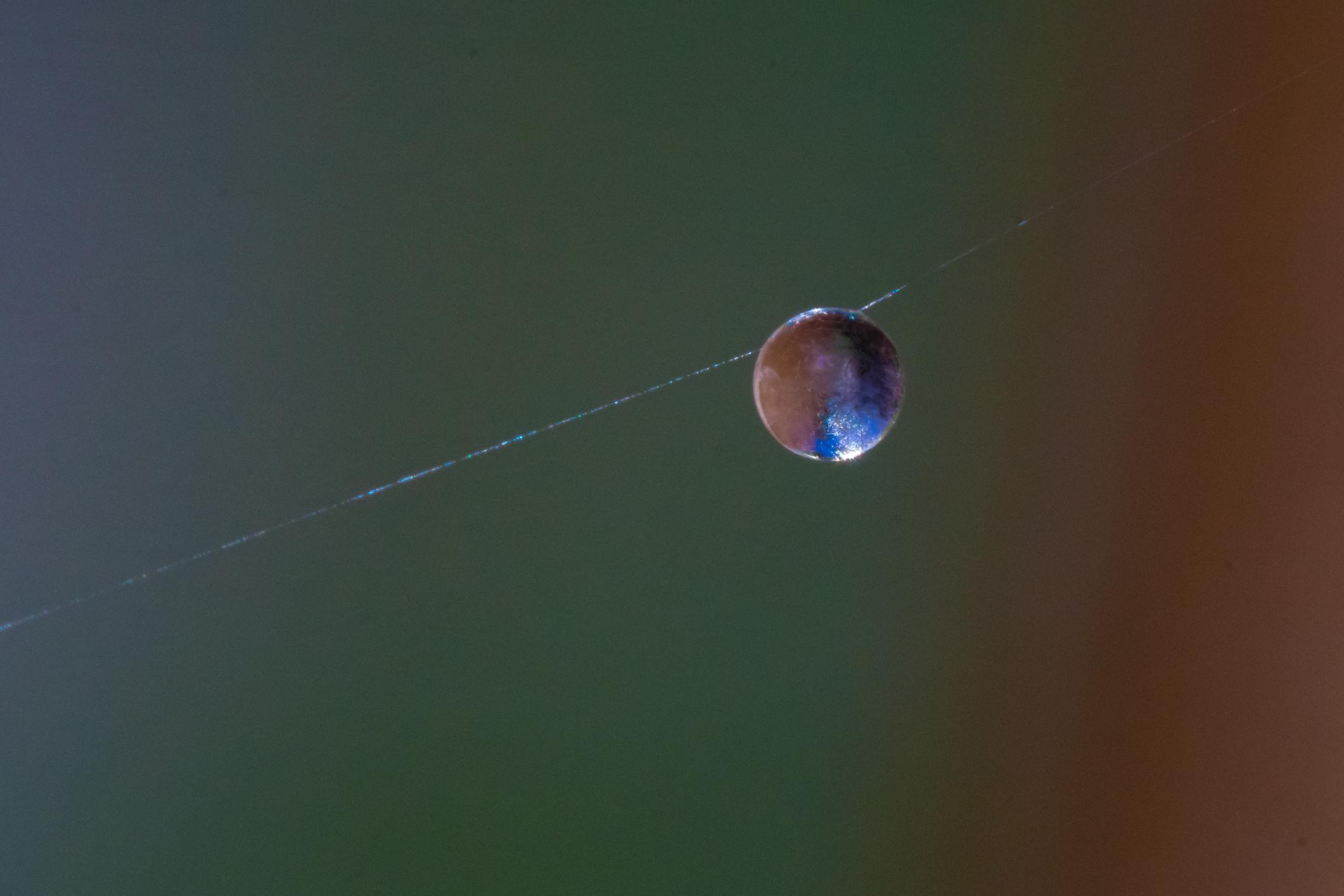 Természeti furcsaságok – Mi is a porördög vagy a kakukknyál?