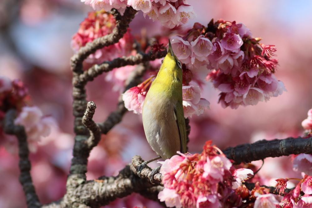 Ilyen a cseresznyevirágzás ünnepe Japánban – Galéria