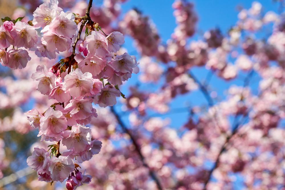 Hétvégi program: Sakura ünnep a Füvészkertben