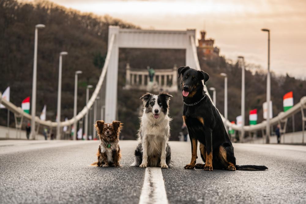 Budapest 7. a kutyás városok listáján